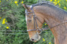 Limitation d'exploitation de chevaux